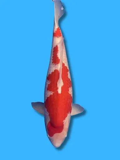 67cm Japanese Imported Kohaku - Isa - ICF1 - 17