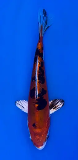 14cm Japanese Imported Beni Kikokuryu - Koshiji - ICF10 - 19