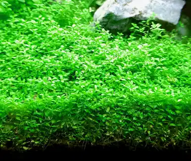 Dwarf Baby Tears (Hemianthus callitrichoides 'Cuba') - jermack