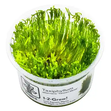 Taxiphyllum alternans 'Taiwan' 1-2-Grow!