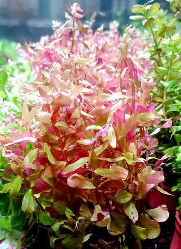 Rotala rotundifolia 'Ceylon' - UNS