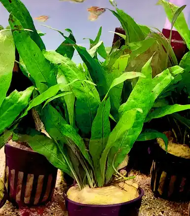 Java Fern (Microsorum pteropus) - UNS