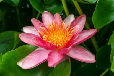 Hardy Lily - INDIANA