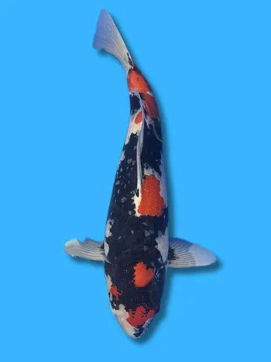 70cm Japanese Imported Showa - Dainichi - ICF1 - 3