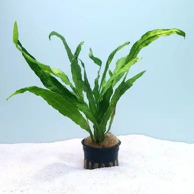 Java Fern var. 'Soft' (Microsorum pteropus) - UNS