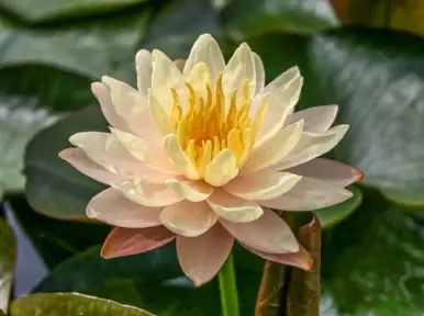 Hardy Lily - MANGKALA UBOL
