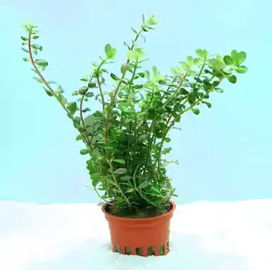 Rotala rotundifolia (Tropica)