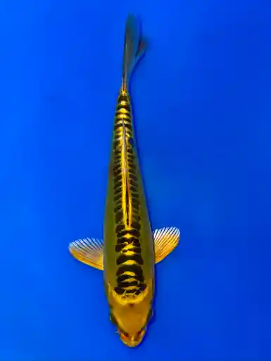 18cm Japanese Imported Yellow Dragon - Aokiya - QT9 - 45