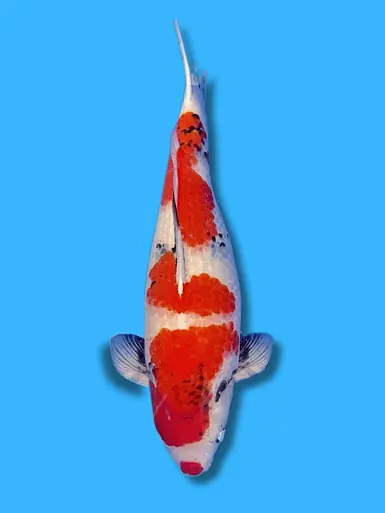 64cm Japanese Imported Showa - Isa - ICF1 - 5