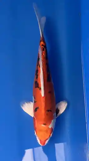 30cm Japanese Imported Beni Kikokuryu- Aokiya - QT9 - 31