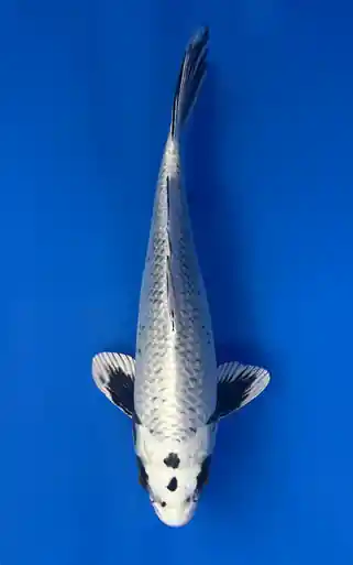 26cm Japanese Imported Ginga - Aokiya - QT9 - 2