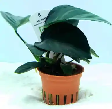 Anubias barteri caladiifolia (Tropica)