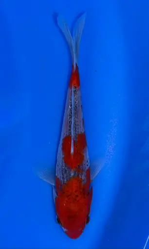 15cm Japanese Imported Goshiki - Koshiji - ICF7 - 3