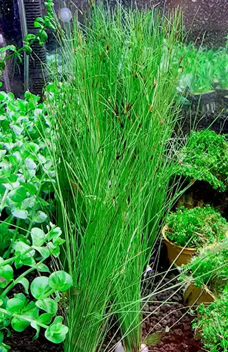 Umbrella Hairgrass (Eleocharis vivipara) - UNS