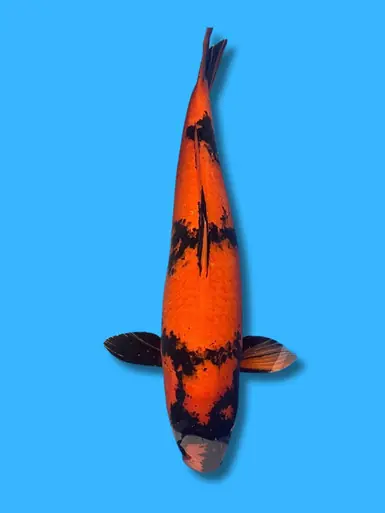 82cm Japanese Imported Hi Utsuri - Marusei - ICF1 - 14