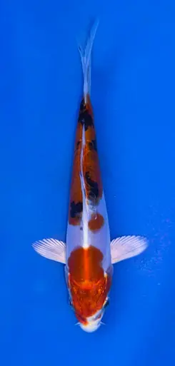 13cm Japanese Imported Beni Kikokuryu - Koshiji - ICF10 - 20