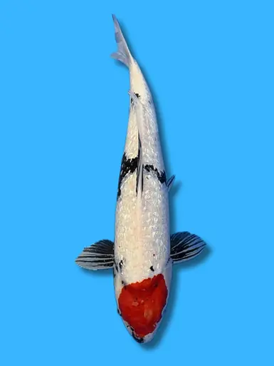 57cm Japanese Imported Tancho Showa - Suda - ICF1 - 2