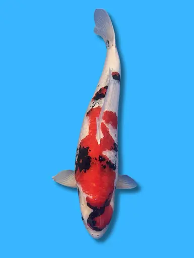 63cm Japanese Imported Showa - Isa - ICF1 - 18