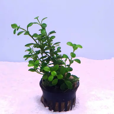 Glossostigma elatinoides - jermack