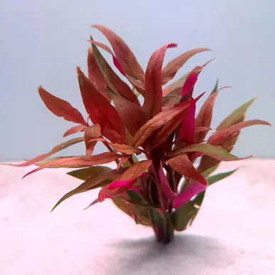 Alternanthera reineckii 'Lilacina' - UNS