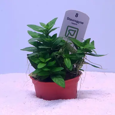 Staurogyne repens (Tropica)