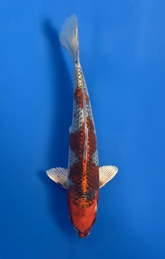 28cm Japanese Imported Kujaku - Aokiya - QT9 - 1