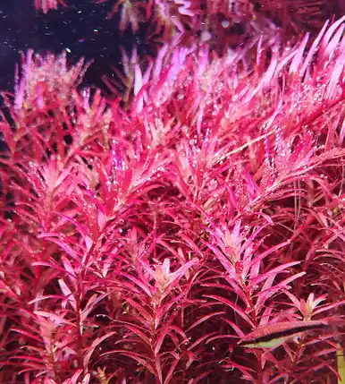Rotala 'Blood Red' - FFP