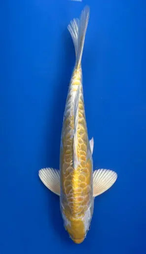 30cm Japanese Imported Yellow Dragon- Aokiya - QT9 - 13