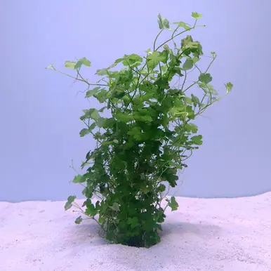 Hydrocotyle tripartita 'Japan' - jermack