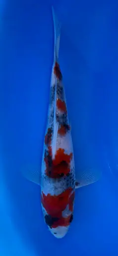 18cm Japanese Imported Showa - Koshiji - ICF7 - 19
