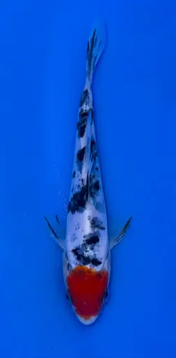 13cm Japanese Imported Doitsu Tancho Showa - Koshiji - ICF10 - 31