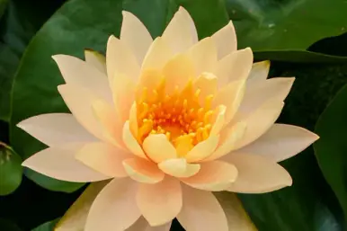 Hardy Lily - CLYDE IKINS