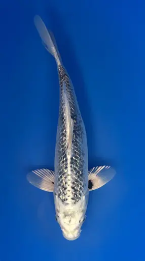 30cm Japanese Imported Ginrin Ginga - Aokiya - QT9 - 5