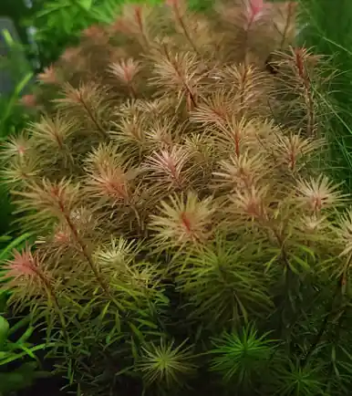 Rotala wallichii - UNS
