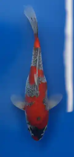 27cm Japanese Imported Goshiki- Aokiya - QT9 - 23