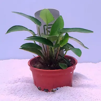 Anubias gracilis (Tropica)