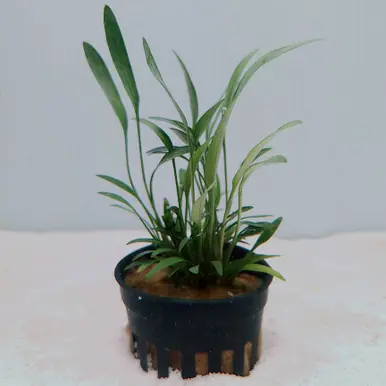 Cryptocoryne lucens (x willisii) - UNS