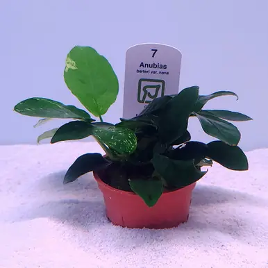 Anubias barteri 'nana' (Tropica)