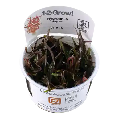 Hygrophila lancea 'Araguaia' 1-2-Grow!