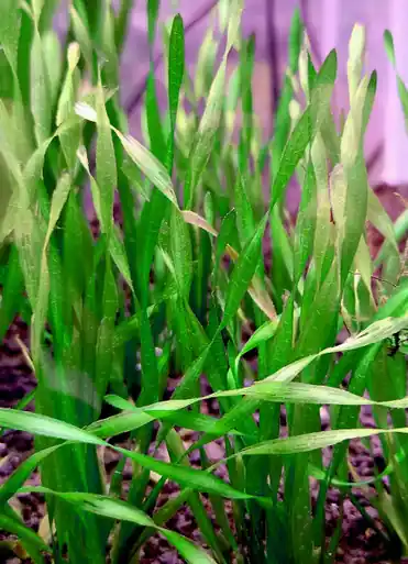 Corkscrew Val (Vallisneria asiatica) - jermack