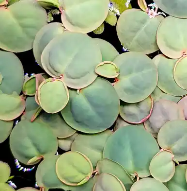 Red Root Floaters (Phyllanthus Fluitans) - FFP