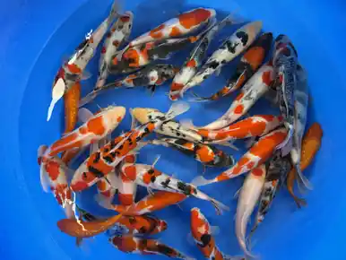 Yoshino Pond Pack 10-12"