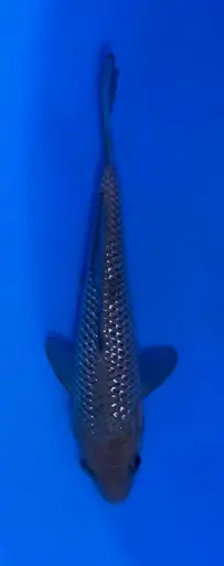 13cm Japanese Imported Pearlscale Soragoi - Koshiji - ICF10 - 12