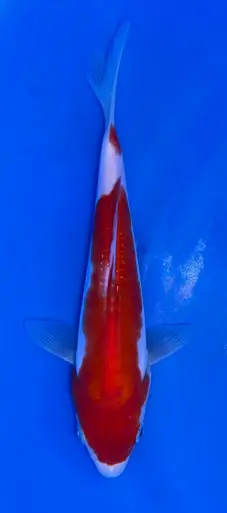 17cm Japanese Imported Doitsu Kohaku - Koshiji - ICF10 - 27