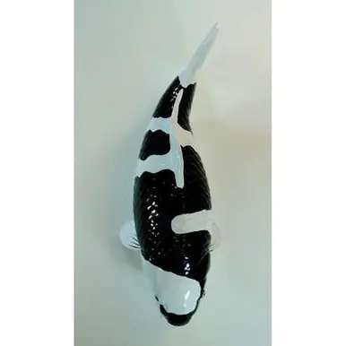 Koi Replica Shiro - Seaside Aquatics