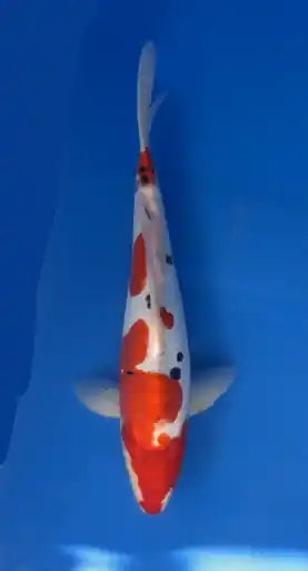 28cm Japanese Imported Doitsu Sanke - Aokiya - QT9 - 40