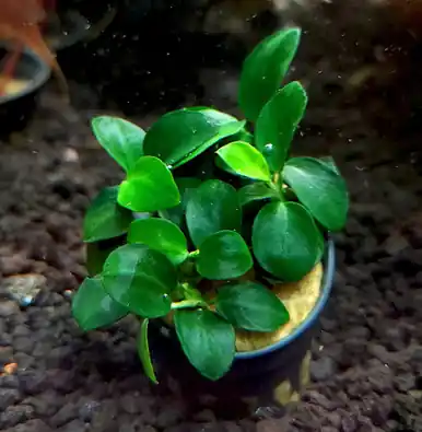 Anubias barteri 'petite round' - UNS