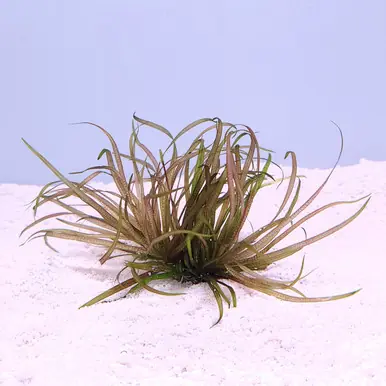 Blyxa japonica - jermack