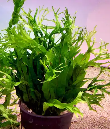 Java Fern 'Windelov' (Microsorum pteropus) - UNS