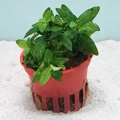 Staurogyne repens - UNS